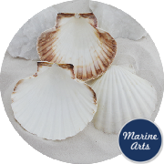 8604/100 - Atlantic Scallop Shells - Large - 100 Shell Catering Pack